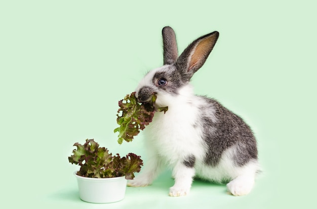 Petit Bebe Lapin Mangeant Des Legumes Frais Des Feuilles De Laitue Photo Premium