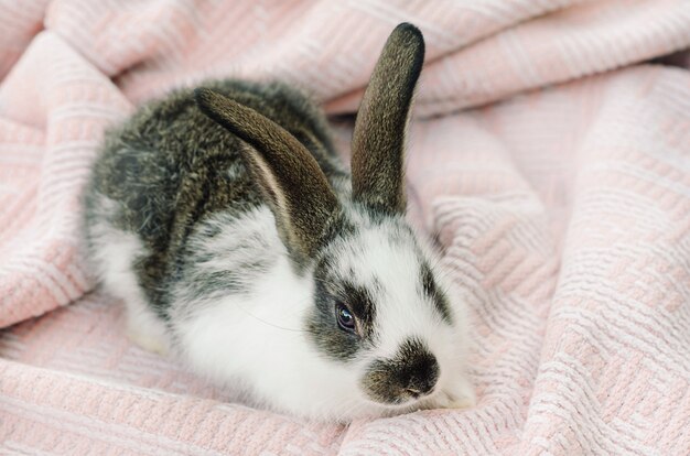 Petit Bebe Lapin Photo Premium