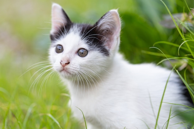 Petit Chat Assis Sur Lherbe Télécharger Des Photos