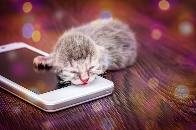 Un Petit Chat Dort Sur Telephone Mobile Reves Colores Doux Agreables Bebe Dort Photo Premium