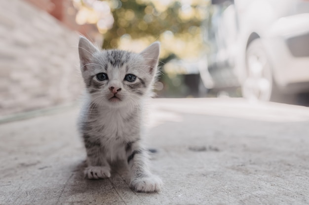 Petit Chat Gris Aux Yeux Bleus Regardant Dans La Camera Petit Chaton Jouant Dans La Rue Chaton Triste Photo Premium