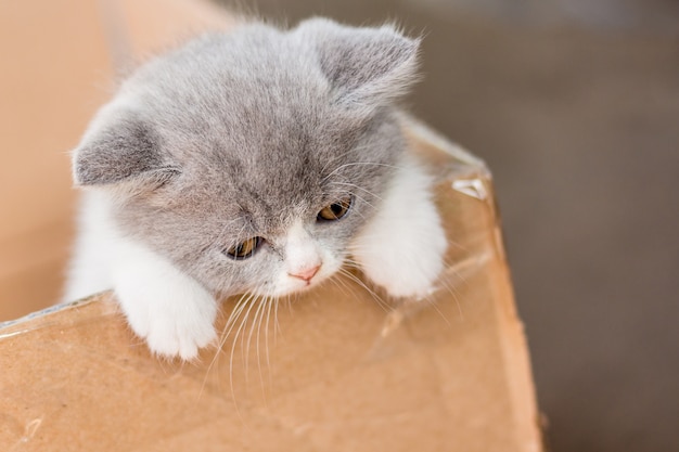 Le Petit Chat Gris Scottish Fold Veut Sortir De La Boite En Carton Photo Premium