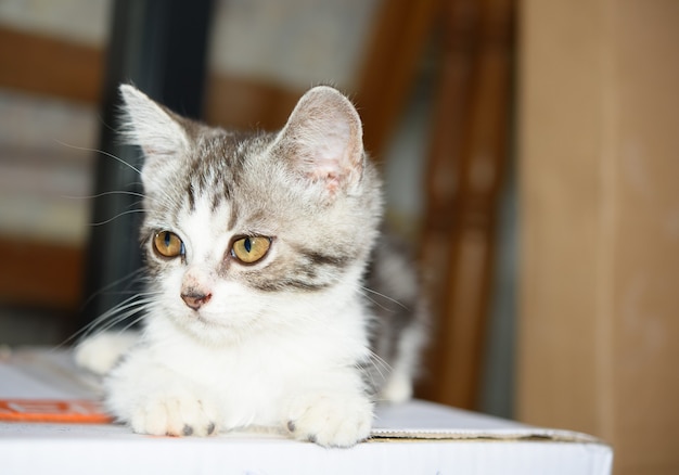 Un Petit Chat Mignon Assis Sur Une Boite En Carton Photo Premium