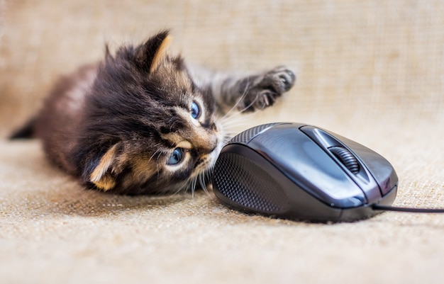 Petit Chat Raye Se Joue Avec Une Souris D Ordinateur Le Chaton Se Trouve Pres De La Souris Photo Premium