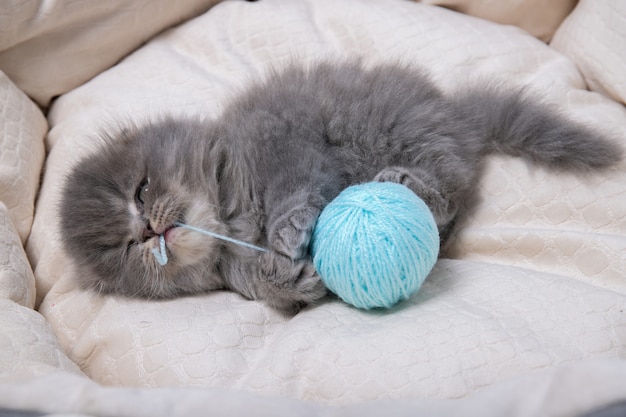 Un Petit Chaton Est Allonge Sur Un Lit Pour Chats Et Joue Avec Une Boule De Fil Photo Premium