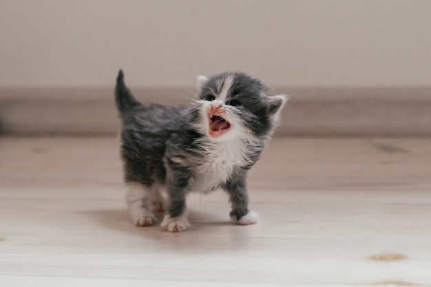 Petit Chaton Gris Et Blanc Mignon Se Dresse Sur Du Parquet Et Miaule Animaux A La Maison Photo Premium