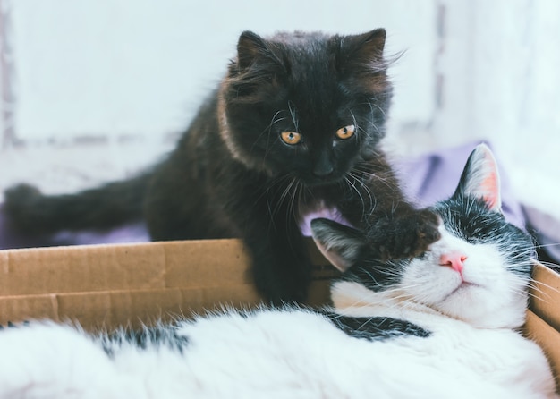 Le Petit Chaton Gris Joue Avec Le Vieux Chat Noir Et Blanc Photo Premium