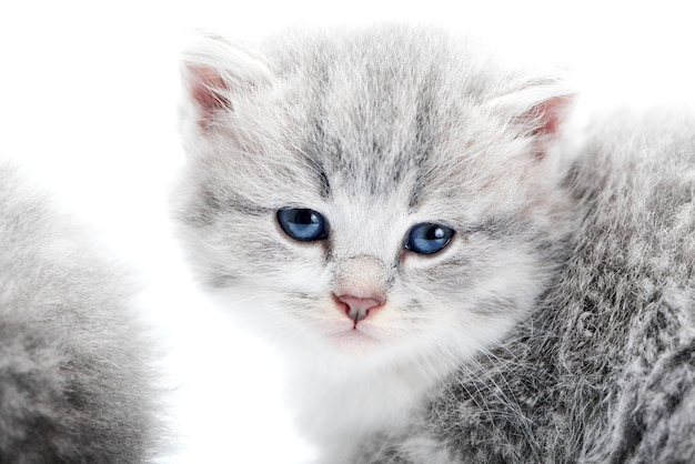 Petit Chaton Gris Moelleux Aux Yeux Bleus Moelleux Regardant