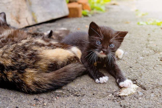 Petit Chaton Noir Aux Yeux Bleus A L Exterieur Photo Premium