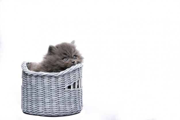 Petit Chaton Noir Est Assis Sur Un Fond Isole Blanc Petit Chaton Drole Dans Un Panier Photo Premium