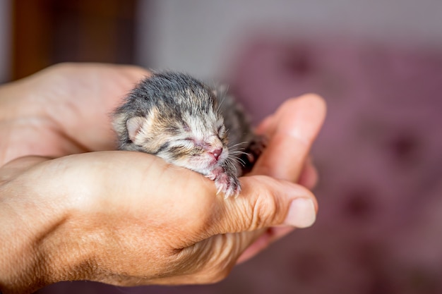 Un Petit Chaton Nouveau Ne Dans Les Mains D Une Femme Photo Premium