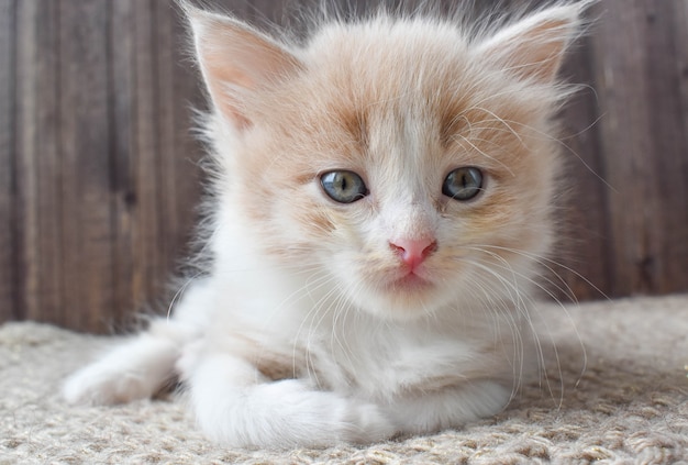 Petit Chaton Rouge Au Nez Rose Est Allonge Sur Un Tapis Tricote Photo Premium