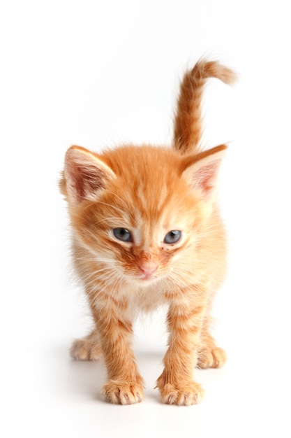 Petit Chaton Rouge Mignon Aux Yeux Bleus Photo Premium