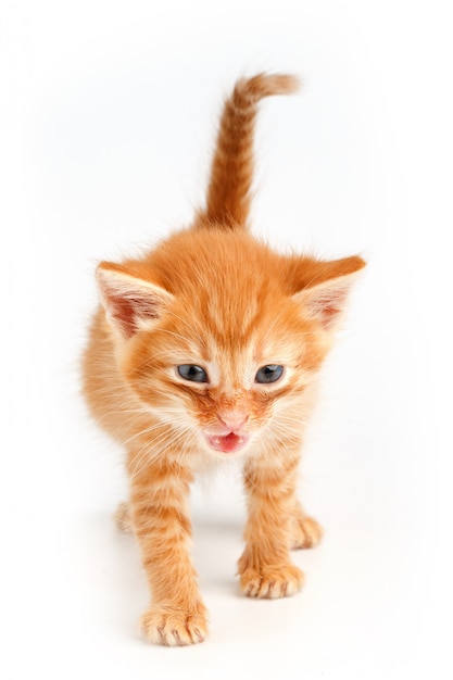 Petit Chaton Rouge Mignon Aux Yeux Bleus Photo Premium