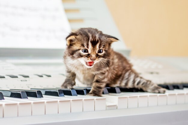 Petit Chaton Sur Les Touches Du Piano Musique Et Chant D Occupation Un Petit Chaton Hurlant Photo Premium