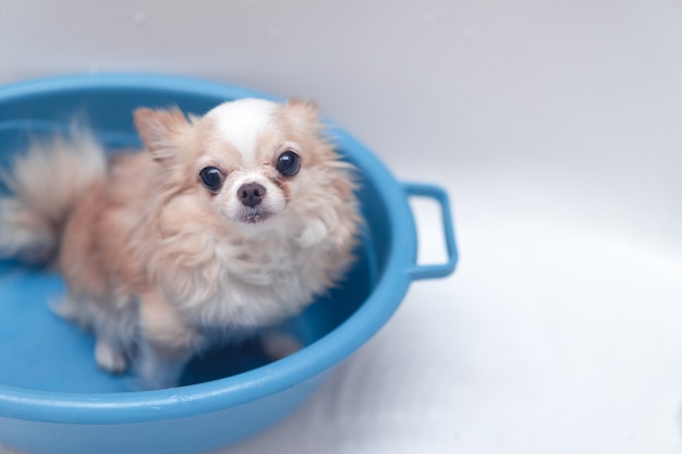 Petit Chien Chihuahua Brun Mignon En Attente Pour Le Propriétaire Dans La Baignoire Après Avoir Pris Un Bain Dans La Baignoire Photo Premium
