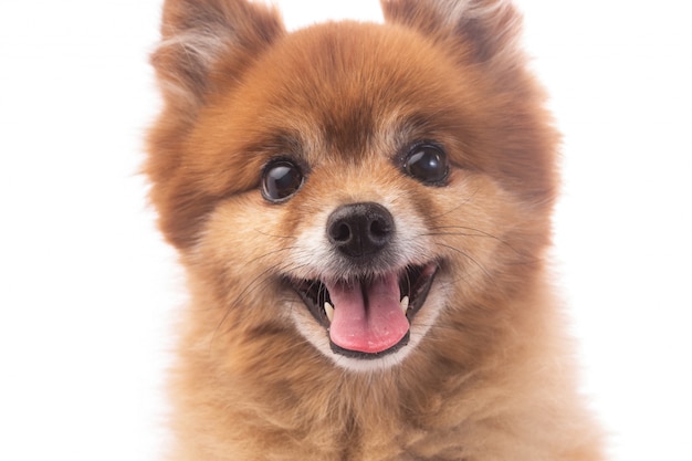 Petit Chien Rouge Couché Sur Un Fond Blanc Télécharger Des