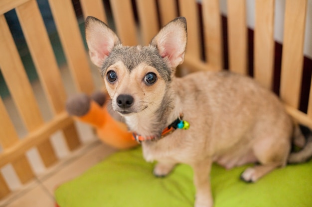 Petit Chien Shivava Attente Propriétaire Venir à La Cage De