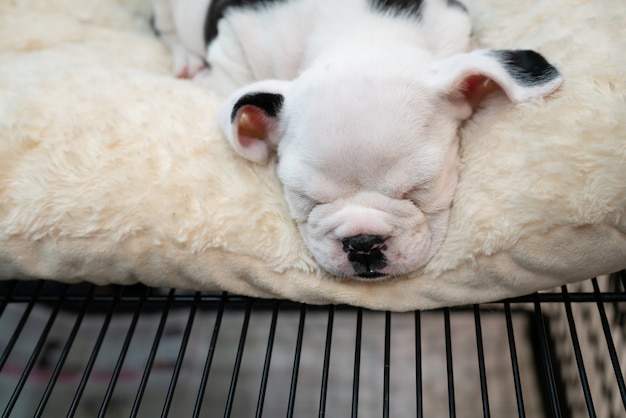 Petit Chiot Mignon Bebe Pitbull Dormant Sur Un Tapis Blanc Photo Premium