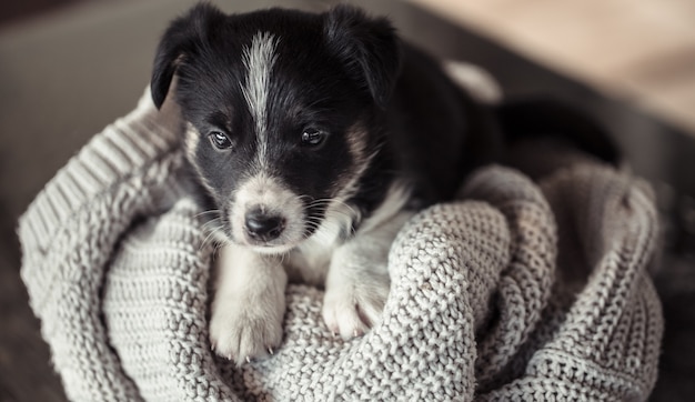 Petit Chiot Mignon Couche Avec Un Pull Photo Gratuite