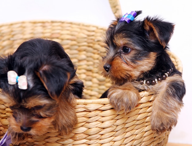 Petit Chiot Mignon à La Maison Télécharger Des Photos