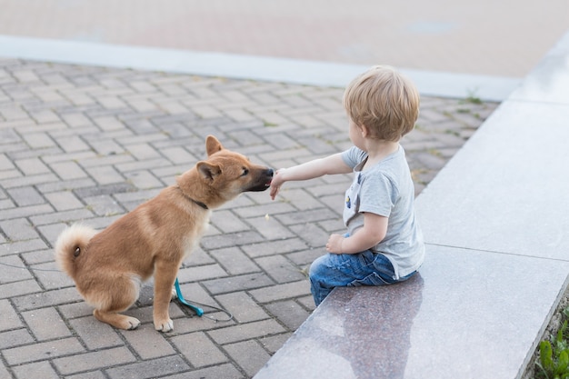 Petit Garcon Et Chiot Shiba Inu Rouge Jouant A L Exterieur En Ete Bebe Nourrit Son Chien Avec De La Viande Photo Premium