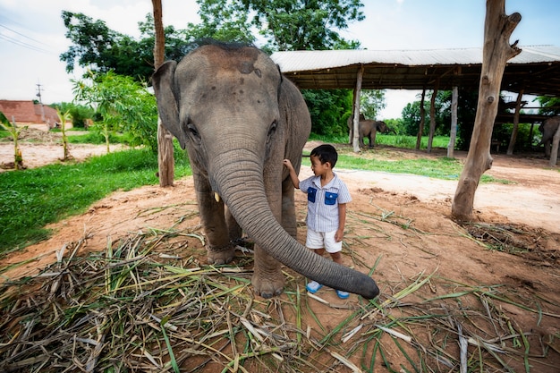 Petit Garcon Qui Joue Avec Le Bebe Elephant Montre De Pres L Amour Le Lien Entre Les Gens Et Les Elephants Photo Premium