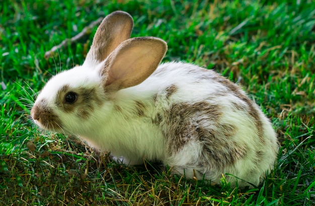 Petit Lapin Drole Courir Sur Le Terrain En Ete Photo Premium