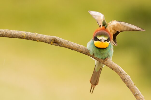 Petit Oiseau Avec Un Beau Plumage Télécharger Des Photos