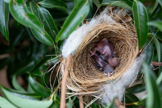 Un Petit Oiseau Dans Le Nid Sur Un Arbre Télécharger Des