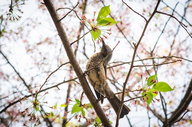 Un Petit Oiseau Mange Du Nectar De Fleurs De Cerisier Sur