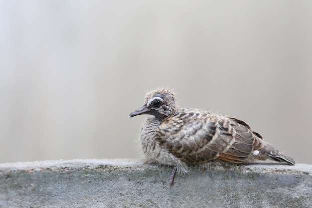 Un Petit Oiseau Qui Apprend à Voler Est Perché Sur Le Bord