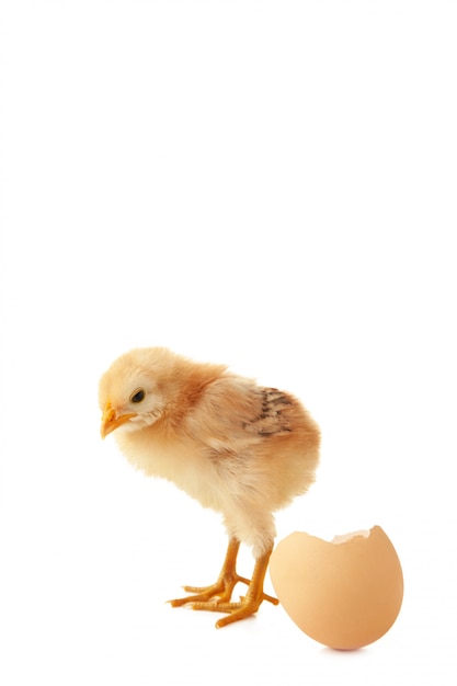 Le Petit Poussin Jaune Avec Oeuf Isole Sur Fond Blanc Photo Premium