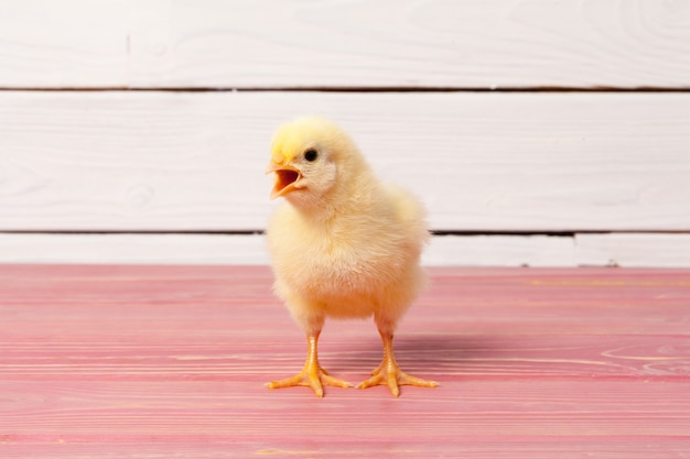 Petit Poussin Jaune Sur Table En Bois Photo Premium