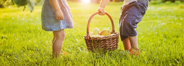 Petite Fille Tenant Un Panier Avec Des Pommes Rouges Photo Premium