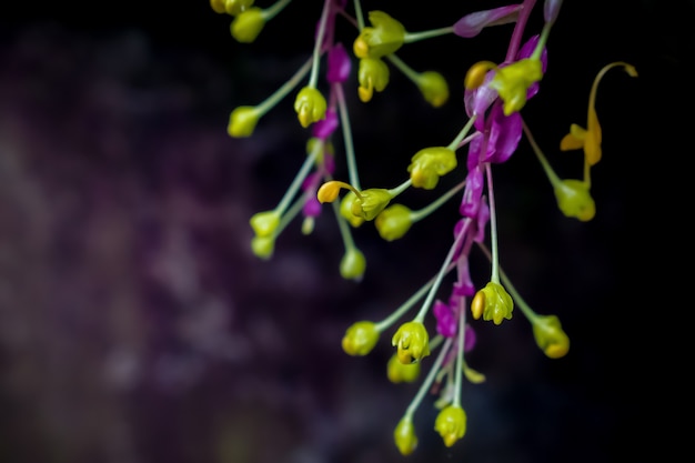 Petite Fleur Violette Et Jaune En Fleurs Printemps Nature Fond D Ecran Photo Premium