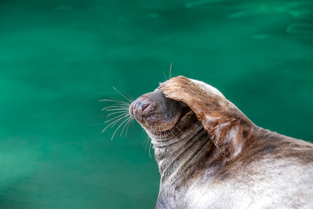 Le Phoque Se Trouvant Au Bord De L Eau Le Phoque Drole A Couvert Ses Yeux Avec Sa Patte Sur Un Fond Vert Photo Premium