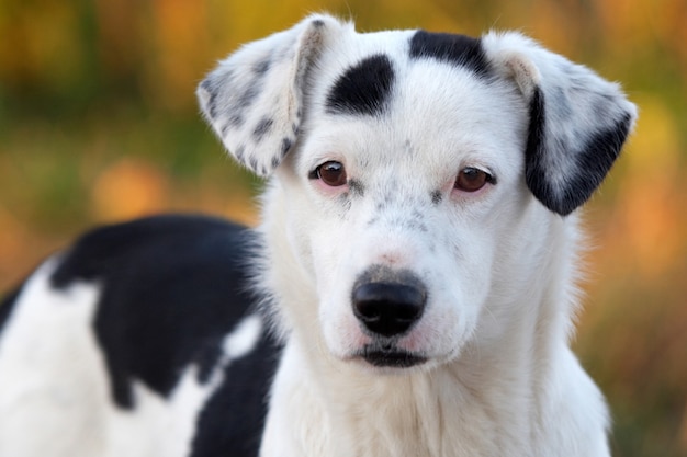 Photo Dun Chien Adorabe Blanc Avec Des Taches Noires Mise