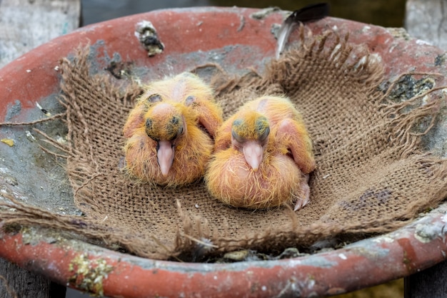 Photo Gros Plan De Bebes Pigeons Mignons Nouveau Nes Dans Le Grenier Photo Premium