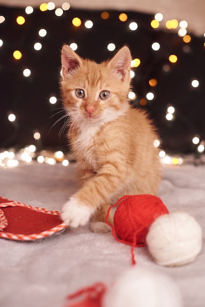 Photo De Noël Avec Un Mignon Chat Gingembre De Lumières