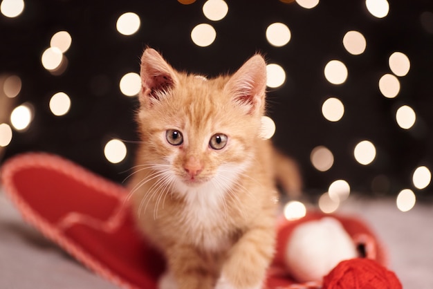 Photo De Noël Avec Un Mignon Chat Gingembre De Lumières