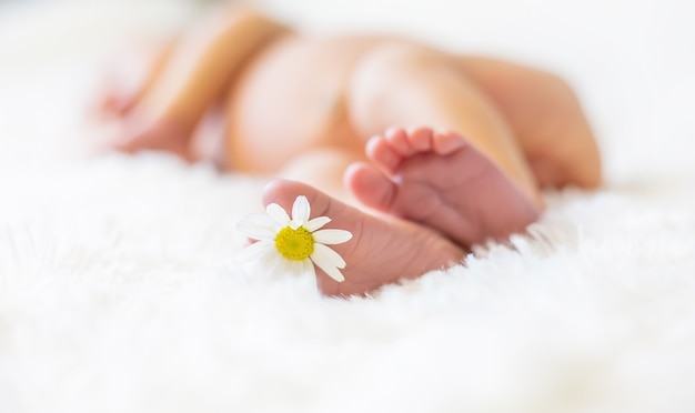 Pieds De Bebe Nouveau Ne A La Camomille Photo Premium