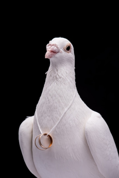 Pigeon Blanc Avec Anneaux De Mariage Sur Le Cou Isolé Dans Le Mur Noir ...