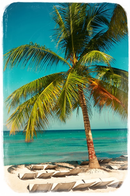  Plage  D t  Tropicale Avec Branche D arbre De Feuille De 