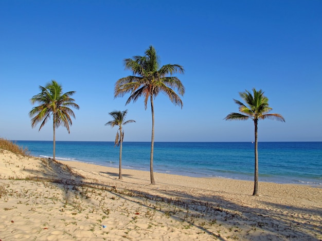 La Plage De La Mer Des Caraibes A La Havane Cuba Photo Premium