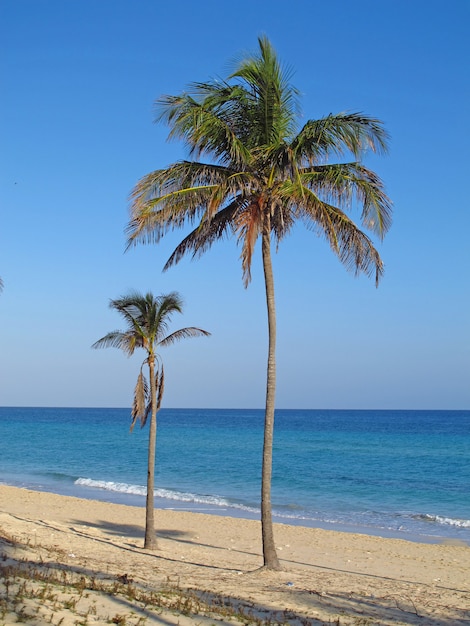 La Plage De La Mer Des Caraibes A La Havane Cuba Photo Premium