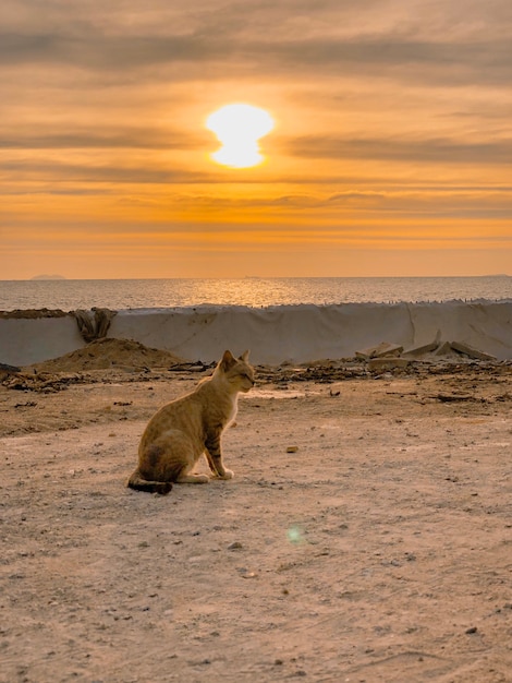 Plan Large D Un Chat Assis Sur Le Sol Au Bord De La Mer Et Du Coucher Du Soleil Photo Gratuite