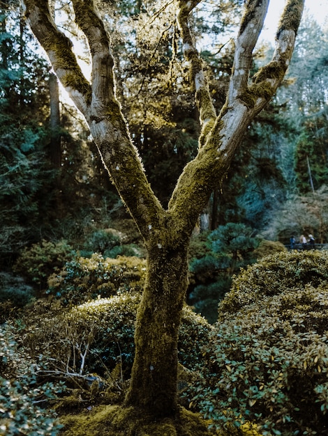  Plan  Vertical D un Arbre  Moussu Entour  De Plantes Dans 