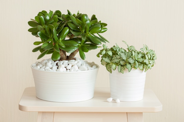 Plante D Int Rieur Crassula Ovata Jade Plant Money Tree Et Fittonia En