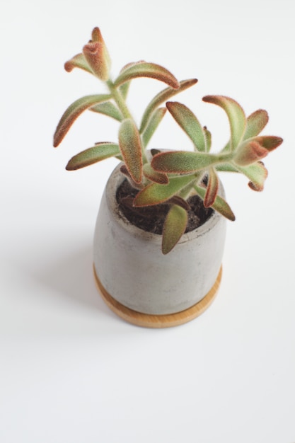  Plante  Succulente Dans Un Pot  En B ton D coration De Salle 